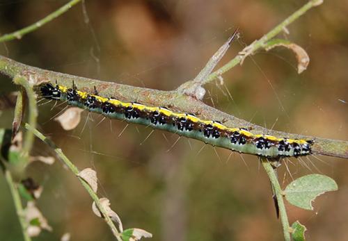Uresiphita gilvata
